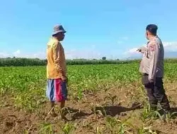 Pantau Lahan Jagung 13 Hektare, Polsek Sumberasih Pererat Sinergi dengan Kelompok Tani