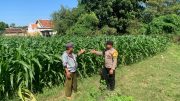 Petani Diajak Berperan Aktif, Polsek Kademangan Kawal Ketahanan Pangan Nasional