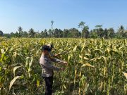 Polisi Dampingi Panen Jagung di Senduro, Perkuat Sinergi Petani Dukung Ketahanan Pangan Nasional