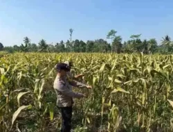 Polisi Dampingi Panen Jagung di Senduro, Perkuat Sinergi Petani Dukung Ketahanan Pangan Nasional