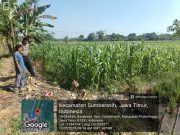 Tanaman Jagung Tumbuh Subur, Polsek Sumberasih Terus Kawal Program Ketahanan Pangan