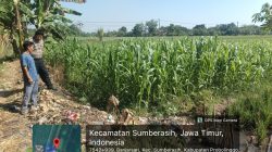 Tanaman Jagung Tumbuh Subur, Polsek Sumberasih Terus Kawal Program Ketahanan Pangan