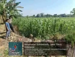 Tanaman Jagung Tumbuh Subur, Polsek Sumberasih Terus Kawal Program Ketahanan Pangan