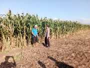 Lahan Jagung Binaan Polsek Sumberasih Tumbuh Subur, Panen Diproyeksikan Maksimal