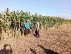 Lahan Jagung Binaan Polsek Sumberasih Tumbuh Subur, Panen Diproyeksikan Maksimal
