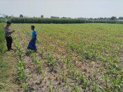 Monitoring Lahan Jagung, Polsek Tongas Pastikan Program Ketahanan Pangan Berjalan Baik
