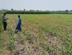 Monitoring Lahan Jagung, Polsek Tongas Pastikan Program Ketahanan Pangan Berjalan Baik