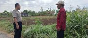 Polsek Sumberasih Cek Langsung Lahan Jagung Binaan, Hasilnya Bikin Optimistis
