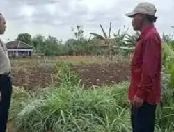 Polsek Sumberasih Cek Langsung Lahan Jagung Binaan, Hasilnya Bikin Optimistis
