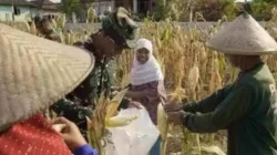 TMMD 129 Bojonegoro: Satgas Turun ke Ladang Bantu Petani Panen Jagung TMMD 129 Bojonegoro: Satgas Turun ke Ladang Bantu Petani Panen Jagung