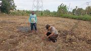 Ketahanan Pangan Jadi Fokus, Polisi Intensif Monitoring Lahan Jagung di Tongas