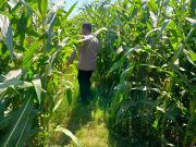 Tanaman Jagung Siap Panen, Polisi Turun ke Lahan Dampingi Petani di Kanigaran
