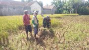 Pastikan Hasil Panen Optimal, Babinsa Koramil Maron Dampingi Petani dari Lahan hingga Panen