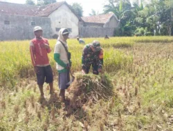 Pastikan Hasil Panen Optimal, Babinsa Koramil Maron Dampingi Petani dari Lahan hingga Panen