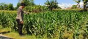 Sinergi Polisi dan Petani Menguat, Lahan Jagung 3 Hektare di Sumberasih Dipantau Ketat