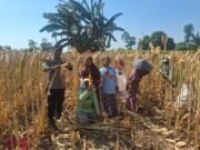 Polisi Dorong Petani Kedopok Jual Jagung ke Bulog untuk Perkuat Ketahanan Pangan Nasional