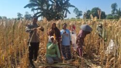 Polisi Dorong Petani Kedopok Jual Jagung ke Bulog untuk Perkuat Ketahanan Pangan Nasional