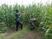 Turun Langsung ke Lahan, Koramil Wonomerto Dampingi Petani Dongkrak Produksi Jagung