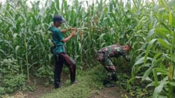 Turun Langsung ke Lahan, Koramil Wonomerto Dampingi Petani Dongkrak Produksi Jagung Turun Langsung ke Lahan, Koramil Wonomerto Dampingi Petani Dongkrak Produksi Jagung