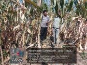 Dukung Swasembada Pangan, Polisi Monitoring Lahan Jagung Binaan di Sumberasih