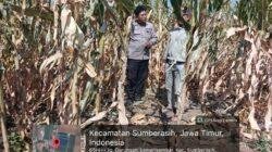 Dukung Swasembada Pangan, Polisi Monitoring Lahan Jagung Binaan di Sumberasih