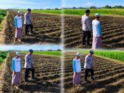Sinergi Polisi dan Petani, Lahan Jagung 4.000 Meter Persegi di Kedopok Dipantau Berkala