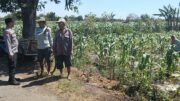 Polisi Dampingi Petani Jagung di Sumberasih, Pastikan Lahan Binaan Siap Dukung Ketahanan Pangan