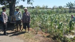 Polisi Dampingi Petani Jagung di Sumberasih, Pastikan Lahan Binaan Siap Dukung Ketahanan Pangan