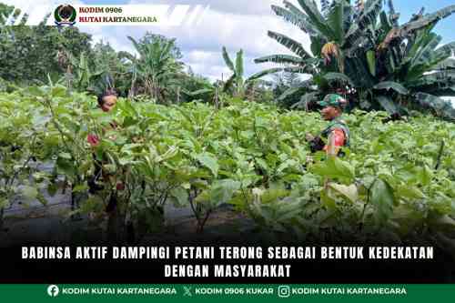 Babinsa Aktif Dampingi Petani Terong Sebagai Bentuk Kedekatan Dengan Masyarakat Babinsa Aktif Dampingi Petani Terong Sebagai Bentuk Kedekatan Dengan Masyarakat