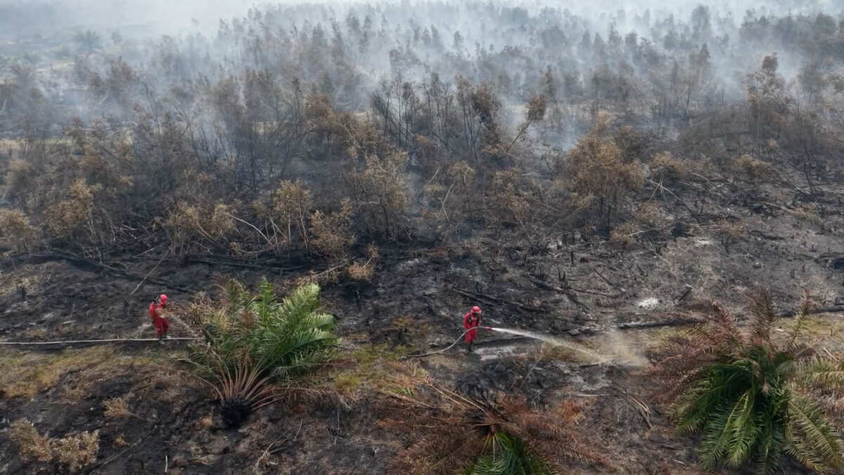 Manggala Agni Berusaha Memadamkan Kebakaran Hutan di Ogan Komering Ilir