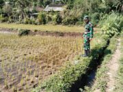 Koramil Tiris Laksanakan Pendampingan Dan Pengawasan Ketahanan Pangan