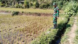 Koramil Tiris Laksanakan Pendampingan Dan Pengawasan Ketahanan Pangan