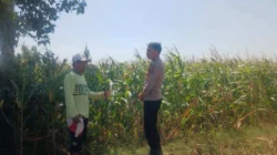 Bhabinkamtibmas Kedopok Dampingi Petani Jagung, Perkuat Ketahanan Pangan Nasional Bhabinkamtibmas Kedopok Dampingi Petani Jagung, Perkuat Ketahanan Pangan Nasional
