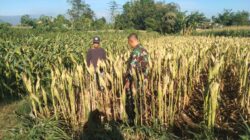 Koramil Wonomerto Dampingi Petani Jagung, Perkuat Program Ketahanan Pangan Nasional Koramil Wonomerto Dampingi Petani Jagung, Perkuat Program Ketahanan Pangan Nasional