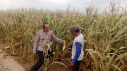 Polsek Sumberasih Dampingi Petani Jagung di Mentor, Perkuat Ketahanan Pangan Nasional Polsek Sumberasih Dampingi Petani Jagung di Mentor, Perkuat Ketahanan Pangan Nasional
