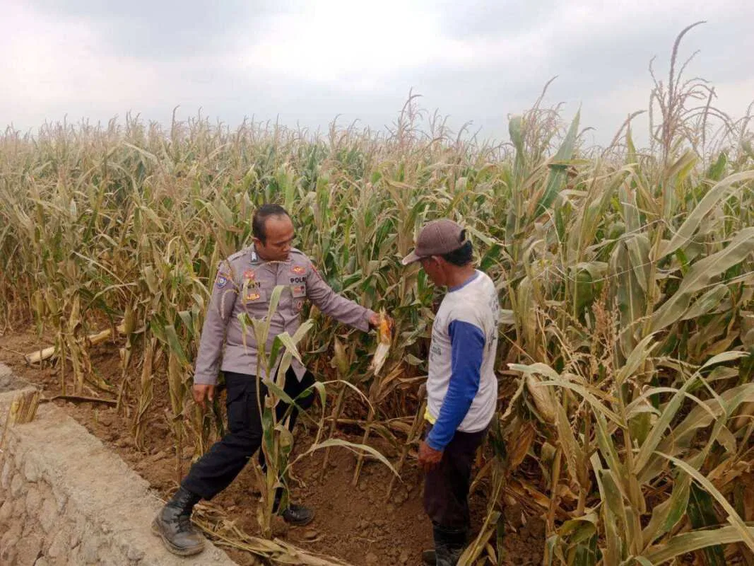 Polsek Sumberasih Dampingi Petani Jagung di Mentor, Perkuat Ketahanan Pangan Nasional
