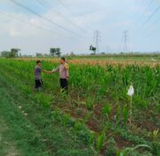 Bhabinkamtibmas Jrebeng Kidul Turun ke Sawah, Kawal Program Ketahanan Pangan