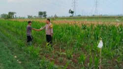 Bhabinkamtibmas Jrebeng Kidul Turun ke Sawah, Kawal Program Ketahanan Pangan