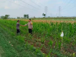 Bhabinkamtibmas Jrebeng Kidul Turun ke Sawah, Kawal Program Ketahanan Pangan