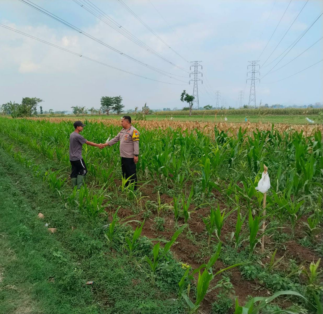 Bhabinkamtibmas Jrebeng Kidul Turun ke Sawah, Kawal Program Ketahanan Pangan Bhabinkamtibmas Jrebeng Kidul Turun ke Sawah, Kawal Program Ketahanan Pangan