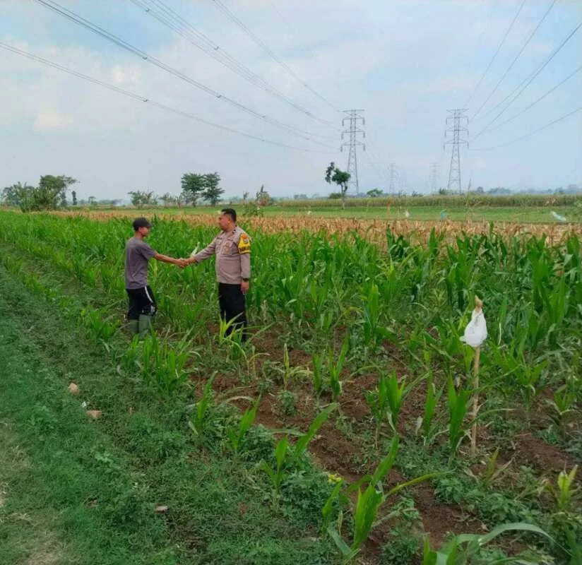 Bhabinkamtibmas Jrebeng Kidul Turun ke Sawah, Kawal Program Ketahanan Pangan Bhabinkamtibmas Jrebeng Kidul Turun ke Sawah, Kawal Program Ketahanan Pangan