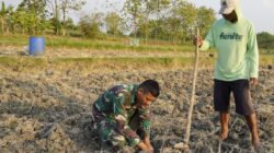 Menabur Bibit, Memupuk Kemanunggalan: Aksi Serda Rizky Turun Sawah di TMMD 129 Bojonegoro Menabur Bibit, Memupuk Kemanunggalan: Aksi Serda Rizky Turun Sawah di TMMD 129 Bojonegoro