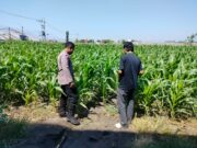 Polisi Pantau Lahan Jagung 1 Hektare di Kanigaran, Dukung Ketahanan Pangan Nasional