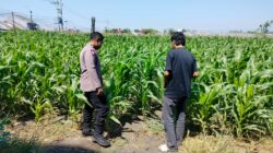 Polisi Pantau Lahan Jagung 1 Hektare di Kanigaran, Dukung Ketahanan Pangan Nasional