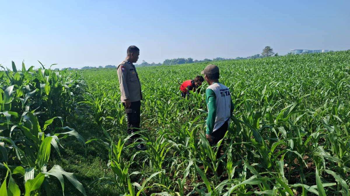 Polisi Sambangi Petani Jagung di Sumber Wetan, Dorong Ketahanan Pangan