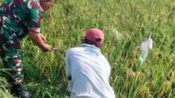 Dari Sawah Bulujaranlor, Koramil Tegalsiwalan Dorong Penguatan Ketahanan Pangan