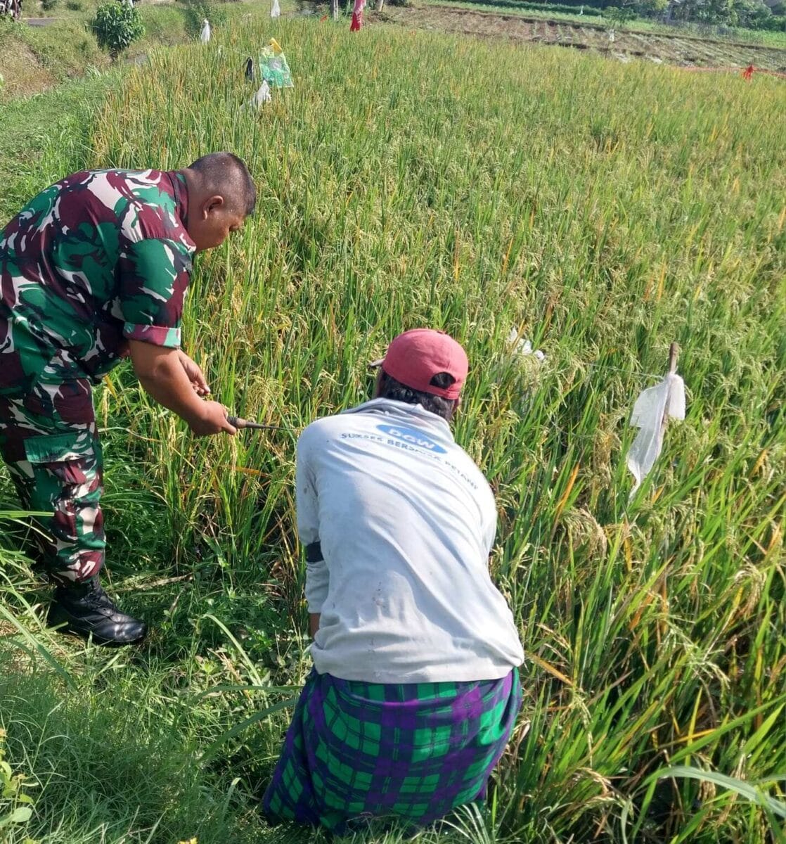 Dari Sawah Bulujaranlor, Koramil Tegalsiwalan Dorong Penguatan Ketahanan Pangan