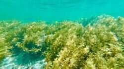 Keajaiban Rumput Laut untuk Kesehatan