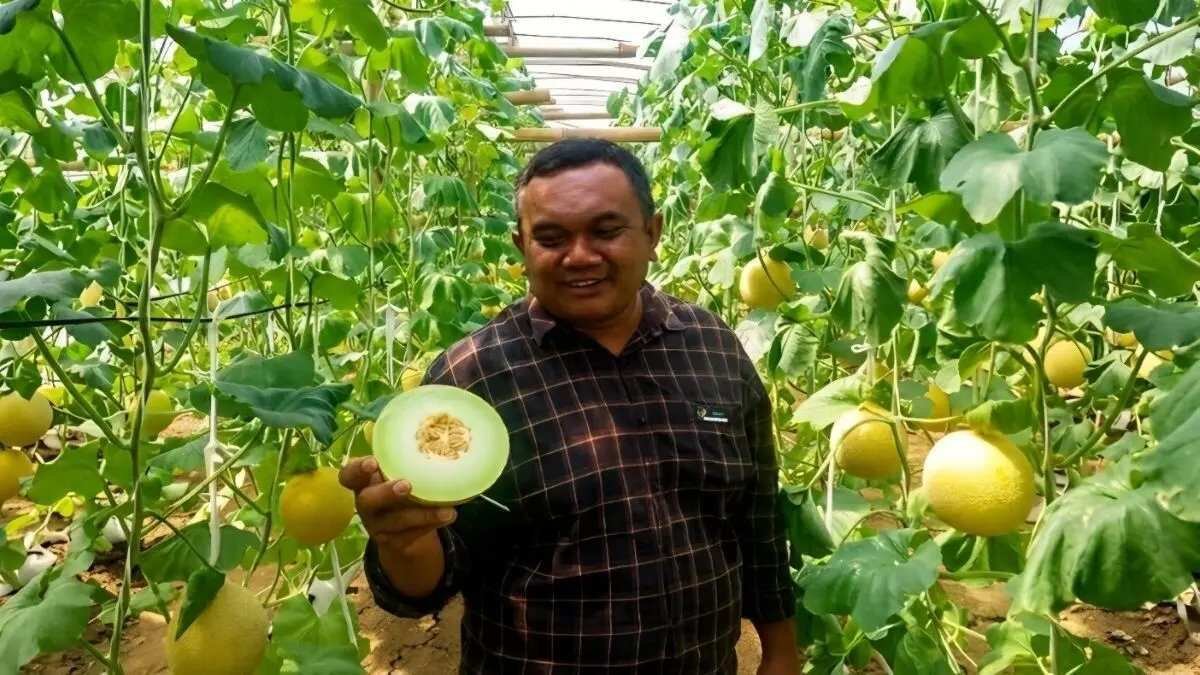 Keberhasilan Melon Blitar di Pasar Singapura: Langkah Maju Pertanian Lokal Keberhasilan Melon Blitar di Pasar Singapura: Langkah Maju Pertanian Lokal