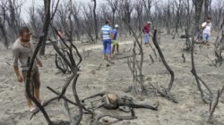 Hukuman Mati untuk Pelaku Pembakaran Hutan di Aljazair Hukuman Mati untuk Pelaku Pembakaran Hutan di Aljazair